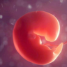 胎芽胎心是什么意思
